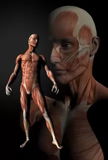 عکس باکیفیت آناتومی سه بعدی ماهیچه های بدن انسان