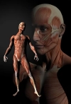 عکس باکیفیت آناتومی سه بعدی ماهیچه های بدن انسان