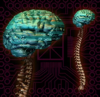 عکس باکیفیت آناتومی سه بعدی مغز و ستون فقرات