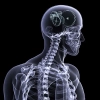 دانلود عکس باکیفیت آناتومی سه بعدی مغز و ستون فقرات