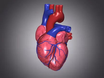 تصویر استوک باکیفیت آناتومی سه بعدی قلب