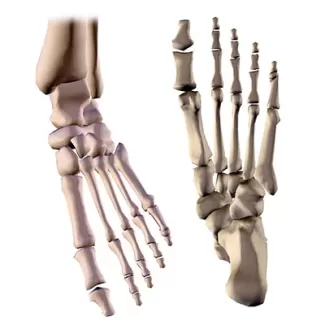 تصویر باکیفیت آناتومی استخوان های کف پا