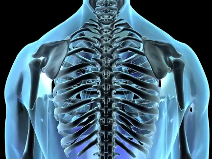 تصویر باکیفیت آناتومی استخوان های قفسه سینه