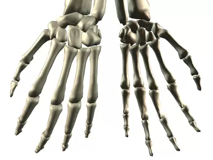 عکس باکیفیت آناتومی استخوان های دست