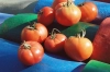 تصویر استوک باکیفیت گوجه فرنگی
