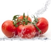 عکس کیفیت بالای گوجه فرنگی