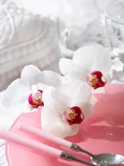 عکس استوک کیفیت بالای گل روی بشقاب عکس استوک کیفیت بالای گل روی بشقاب