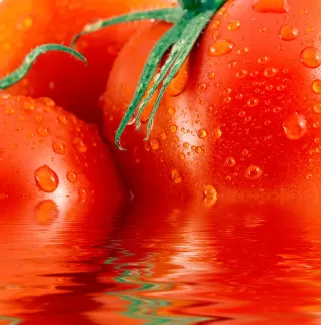 تصویر با کیفیت گوجه فرنگی