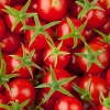 تصویر با کیفیت گوجه فرنگی