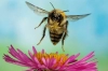 تصویر با کیفیت زنبور عسل