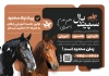 طرح تراکت باشگاه اسب سواری شامل عکس اسب با فرمت psd و قابلیت ویرایش