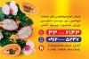 دانلود کارت ویزیت میوه فروشی شامل عکس میوه جهت چاپ کارت ویزیت میوه سرا و فروش میوه