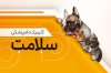 کارت ویزیت دامپزشک شامل عکس گربه