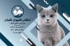 کارت ویزیت خام دامپزشک شامل عکس گربه جهت چاپ کارت ویزیت دامپزشک