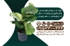 کارت ویزیت خام گلخانه و نهالستان شامل عکس گلدان گل