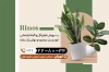 کارت ویزیت خام گلخانه و نهالستان شامل عکس گلدان گل