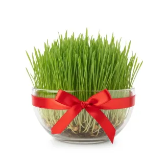 عکس حرفه ای سبزه هفت سین