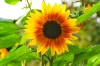 عکس باکیفیت گل آفتابگردان