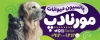 بنر مرکز نگهداری حیوانات خانگی با عکس سگ و گربه